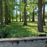 Pottery at the Park: Trinket Dishes for ACFT (SATURDAY, 9/12) **WALLACE PARK**